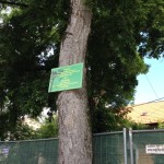 reamenajare bulevardul cetatii 04