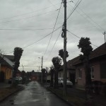 copaci taiati